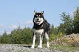 ALASKAN MALAMUTE 402